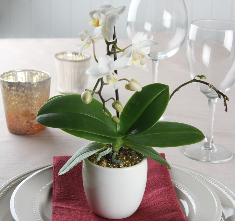 Plain Round Flower Pots