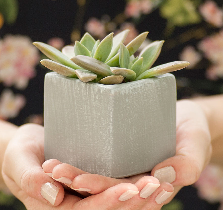 Plain Square Flower Pots