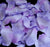 Three Tone Lavender Rose Petals