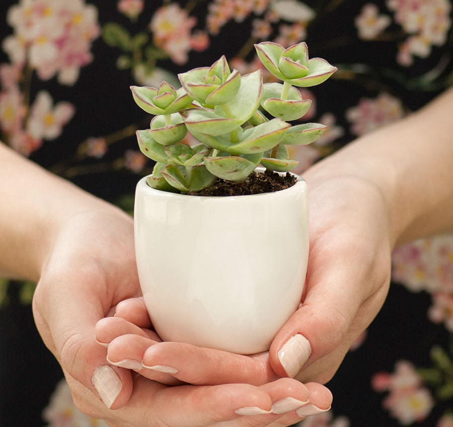 Plain Round Flower Pots