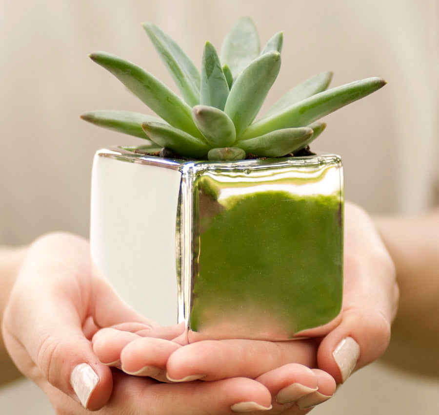 Metallic Wedding Favor Flower Pots