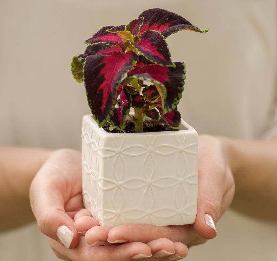 Circle Square Flower Pots