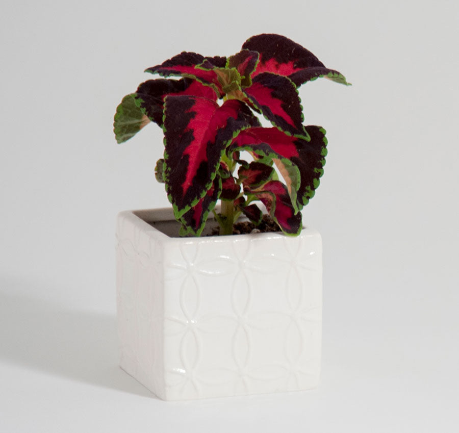 Circle Square Flower Pots