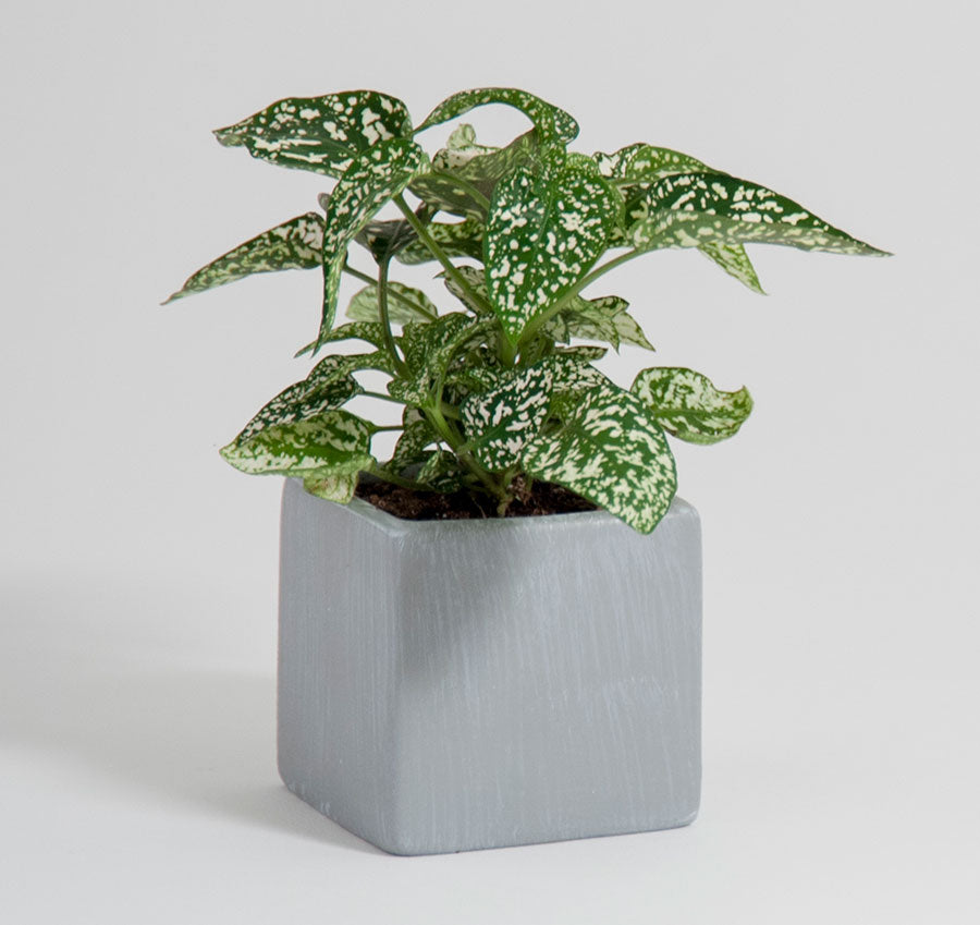 Plain Square Flower Pots