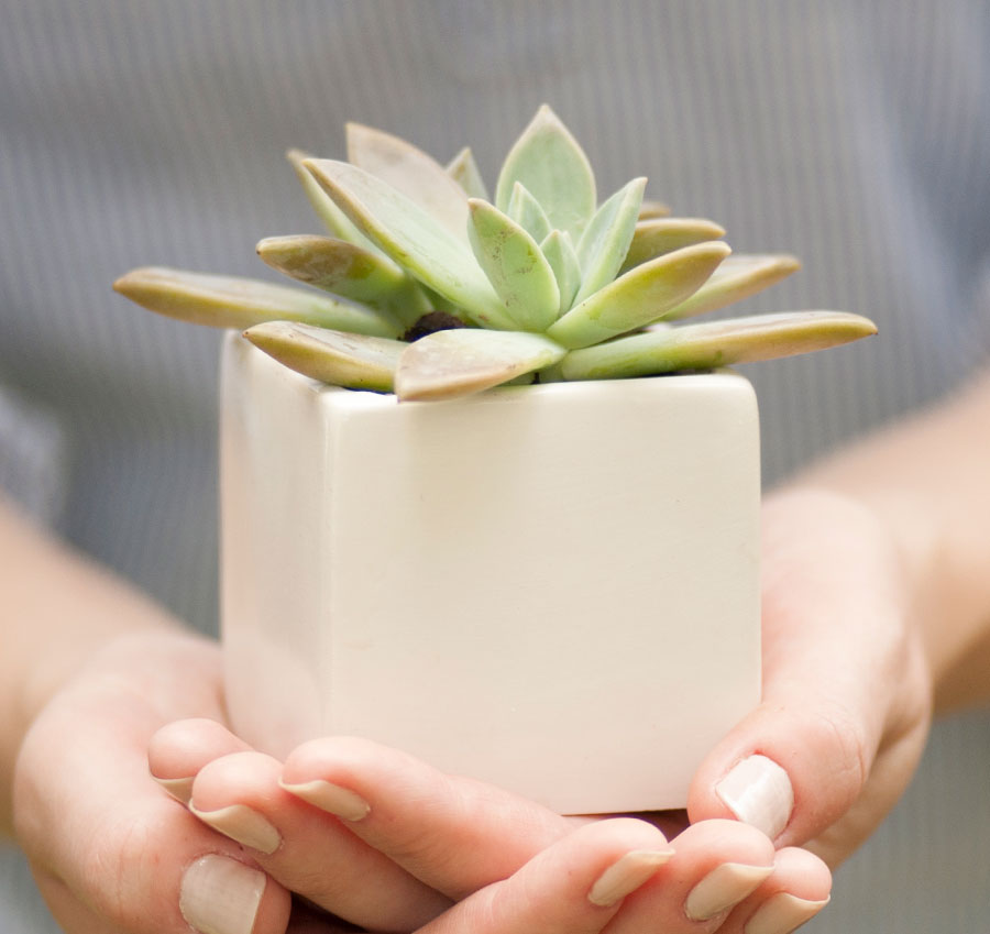 plain plant pots Plain Square Flower Pots