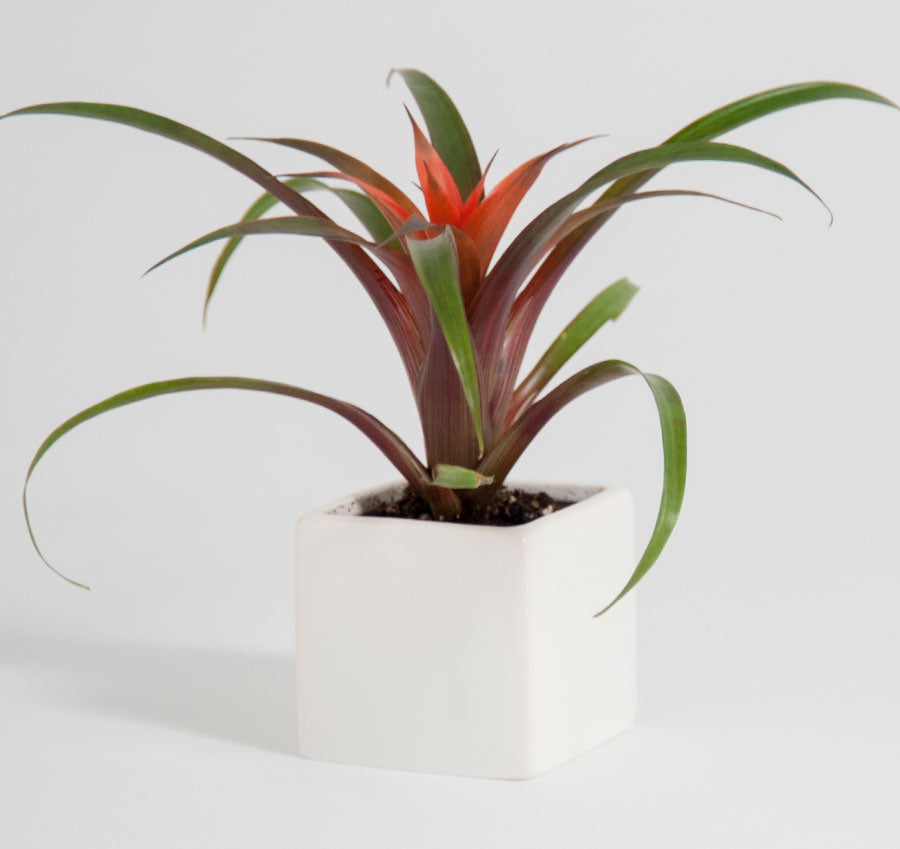 Plain Square Flower Pots