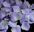 Lavender with Green Accents Rose Petals